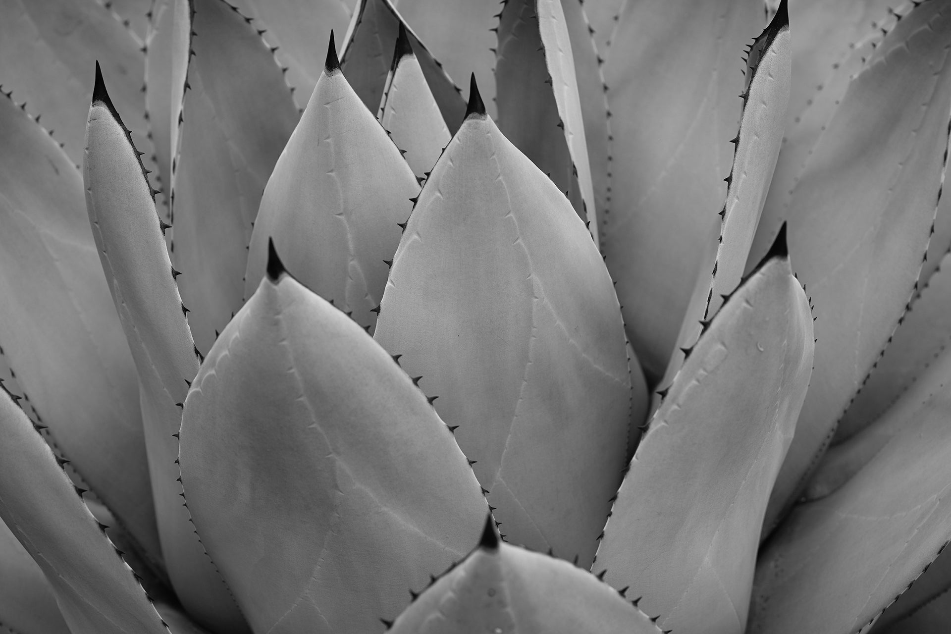 5 of the best skin nutrients from nature